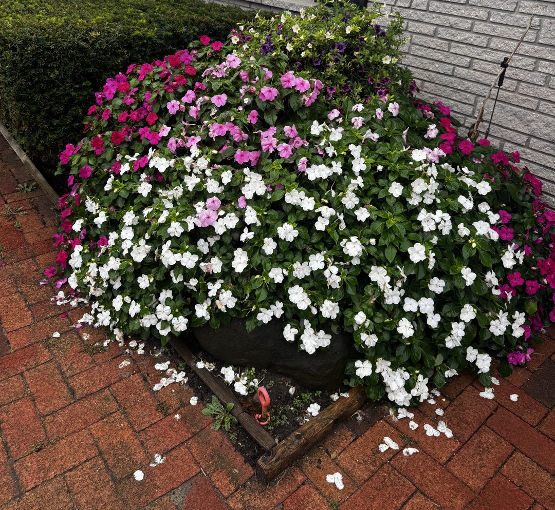 A bed overflowing with pink and white impatiens beside a brick walkway.