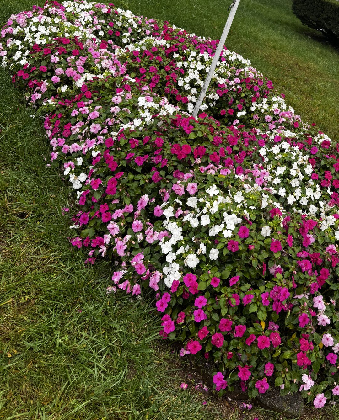 A long island bed of pink, magenta and white impatiens in the middle of a lawn.