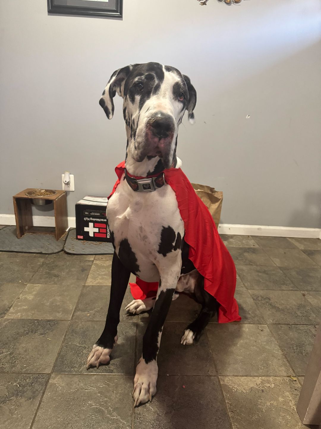 Smoke, a large black-and-white harlequin Great Dane, sitting indoors wearing a red superhero cape.
